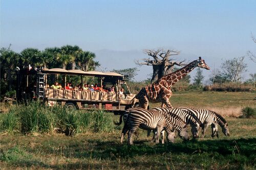 wdw-ak-safari-582d101f3df78c6f6ad5ad6d_1 wdw-ak-safari-582d101f3df78c6f6ad5ad6d_1